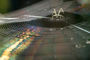 Spiders use several different silk glands to spin their webs