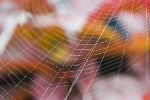 Spider web is the strongest substance created by an organism relative to its elasticity in the world