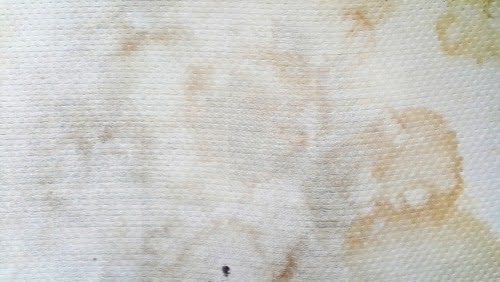 Bedbugstains