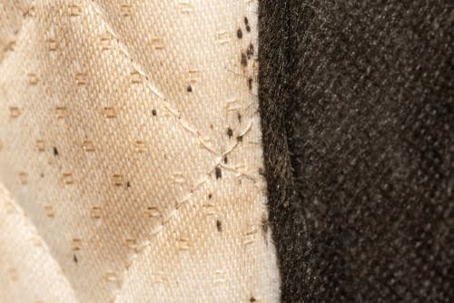 Blackstainsfrombedbugs