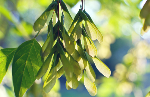 Boxelderleavesandseeds