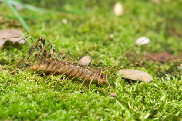 centipede on grass.