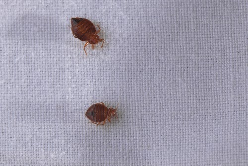 Bedbugs1