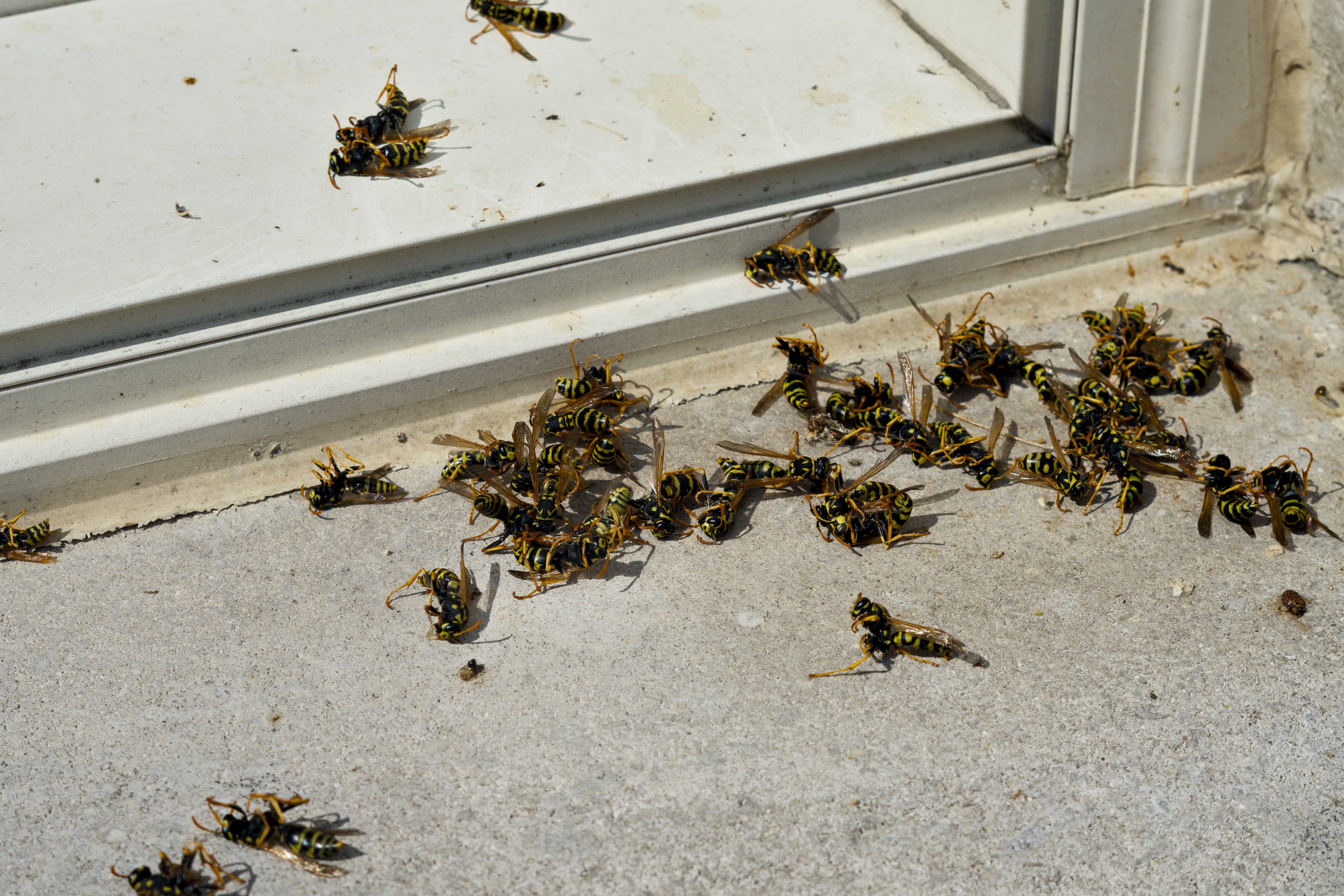 Shutterstock 2517343235 (1)