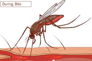 what's happening when a mosquito bites you?
