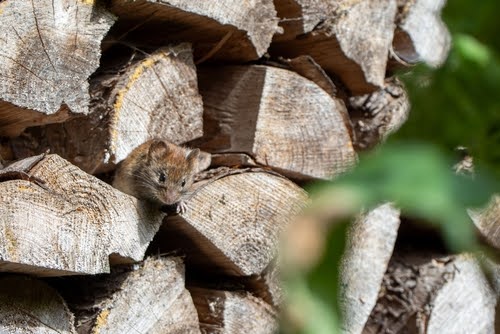 Pile Of Firewood With Mouse Min