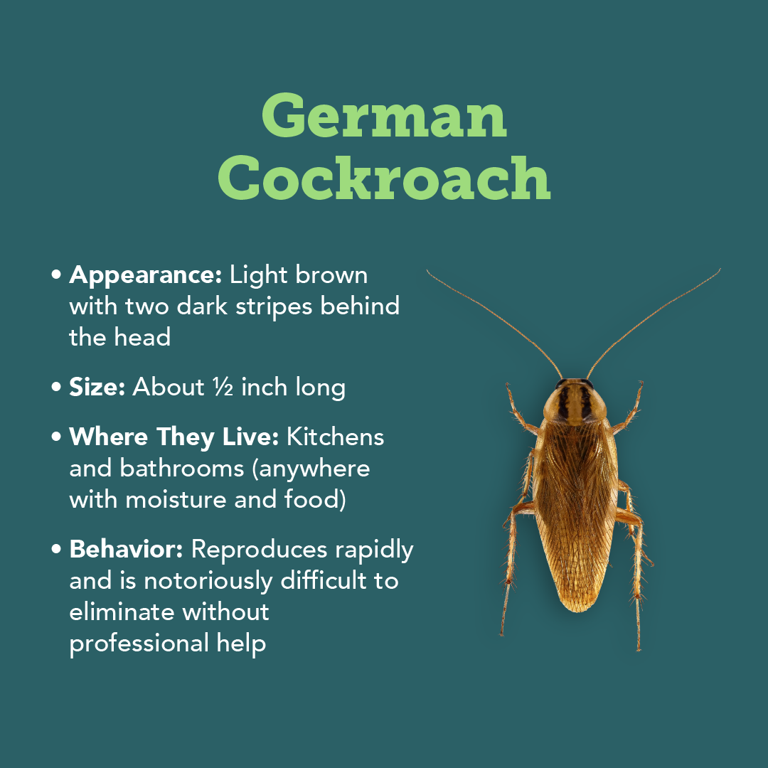 Plunketts Cockroach Types Info R1 03 (1)