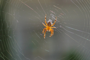 how spider webs are made