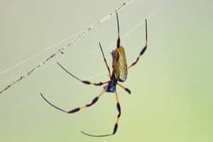 what spider webs are for