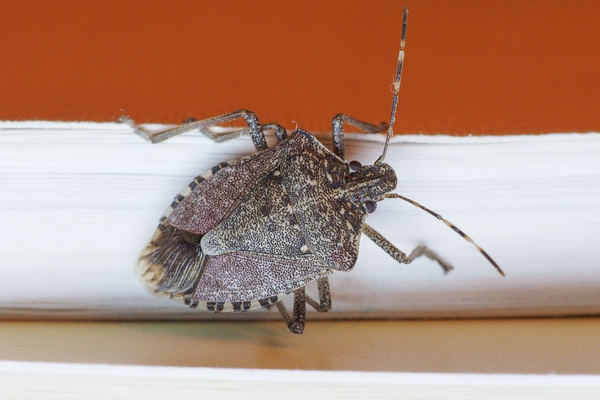 This probably sounds counter-intuitive, but we don’t recommend treating for stink bugs this winter