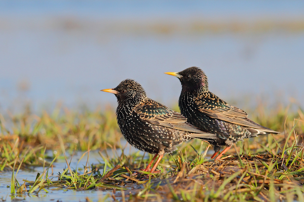 Starling
