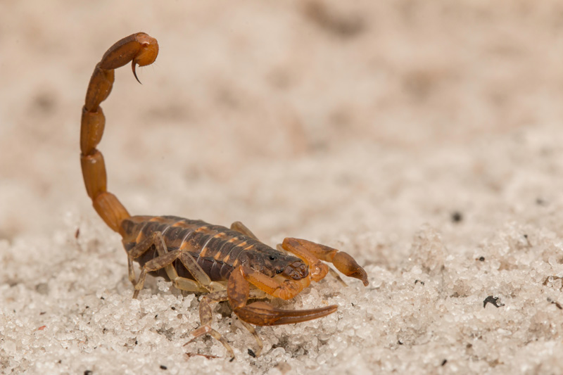 Scorpion On The Ground