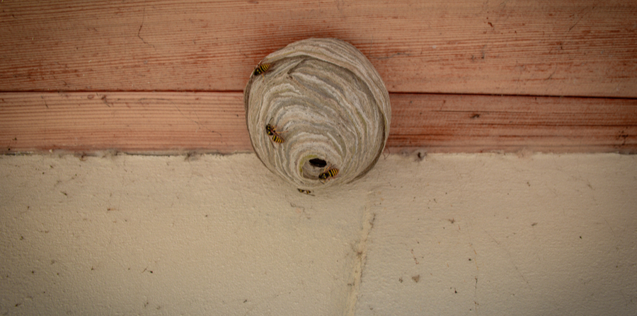 wasp nest